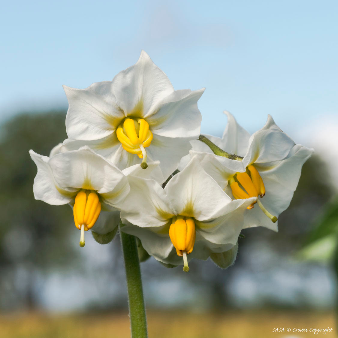 Arizona Gold Seed Potato online shopping