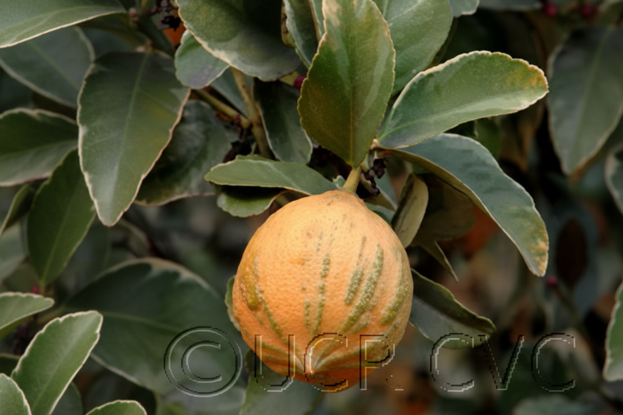 Variegated Pink Fleshed Eureka Lemon Budwood citrus plant material online shopping