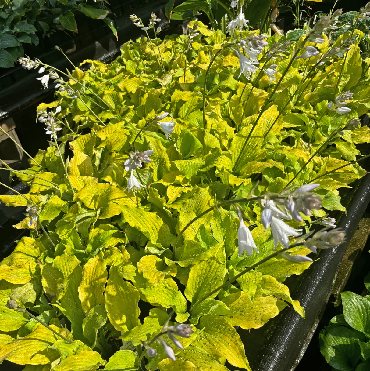 Echo The Sun Hosta Plants online shopping