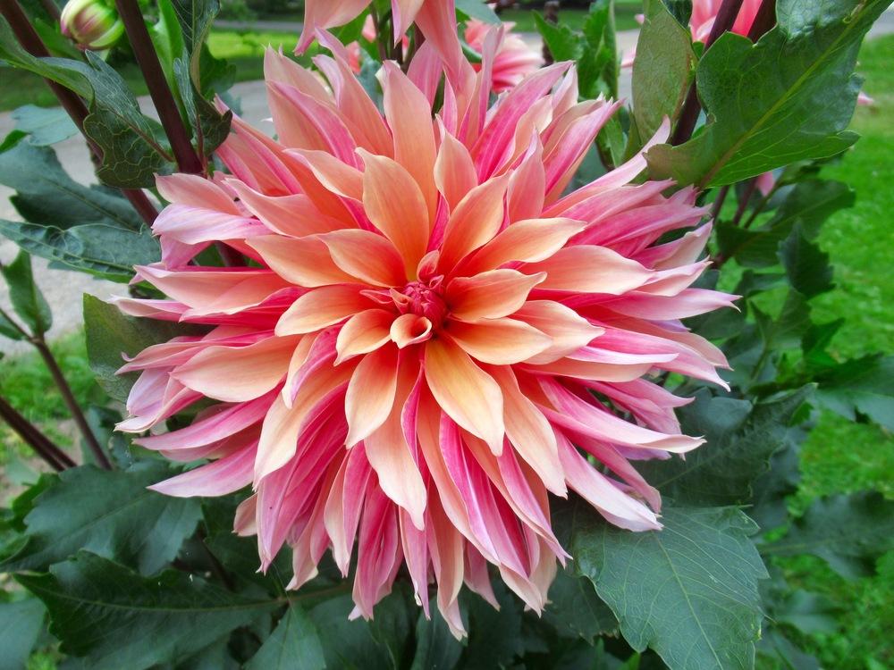 Labyrinth Dahlia