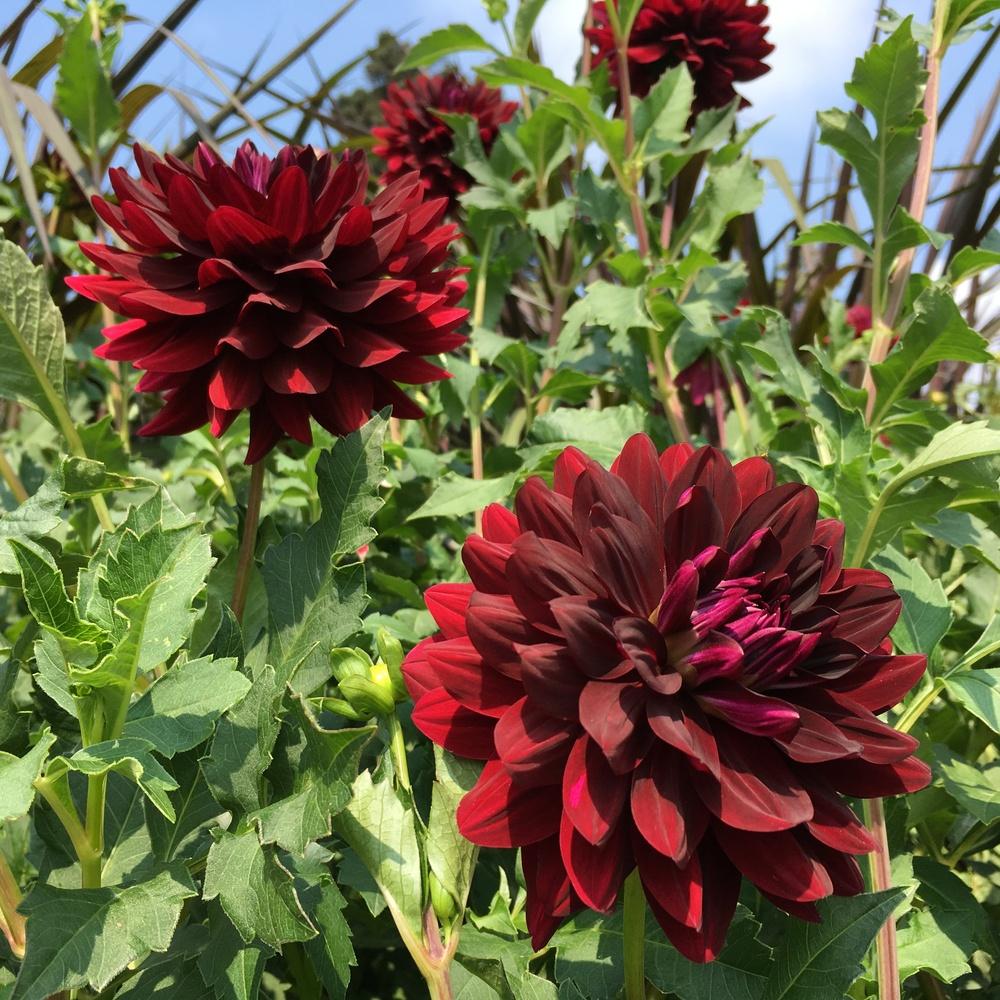 Hollyhill Black Beauty Dahlia
