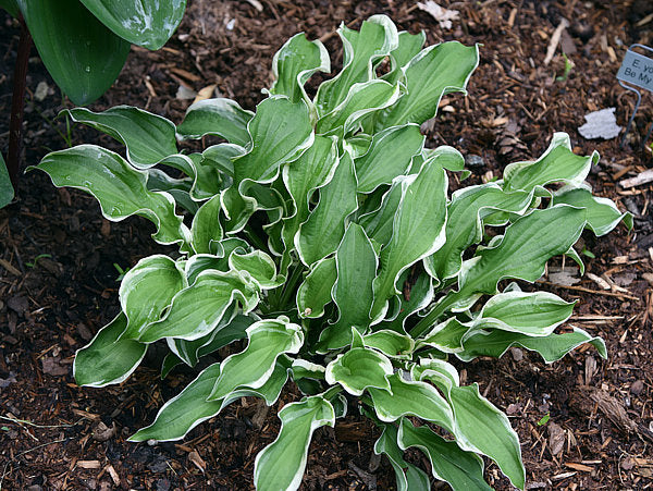 Let’s Twist Again Hosta Plants online shopping