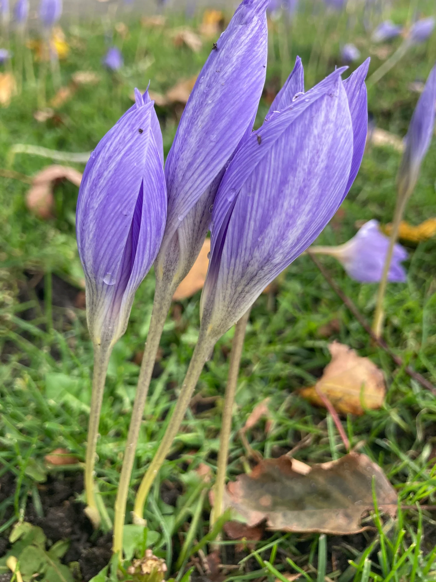 Sativus Saffron Fall Flowering Crocus Corms