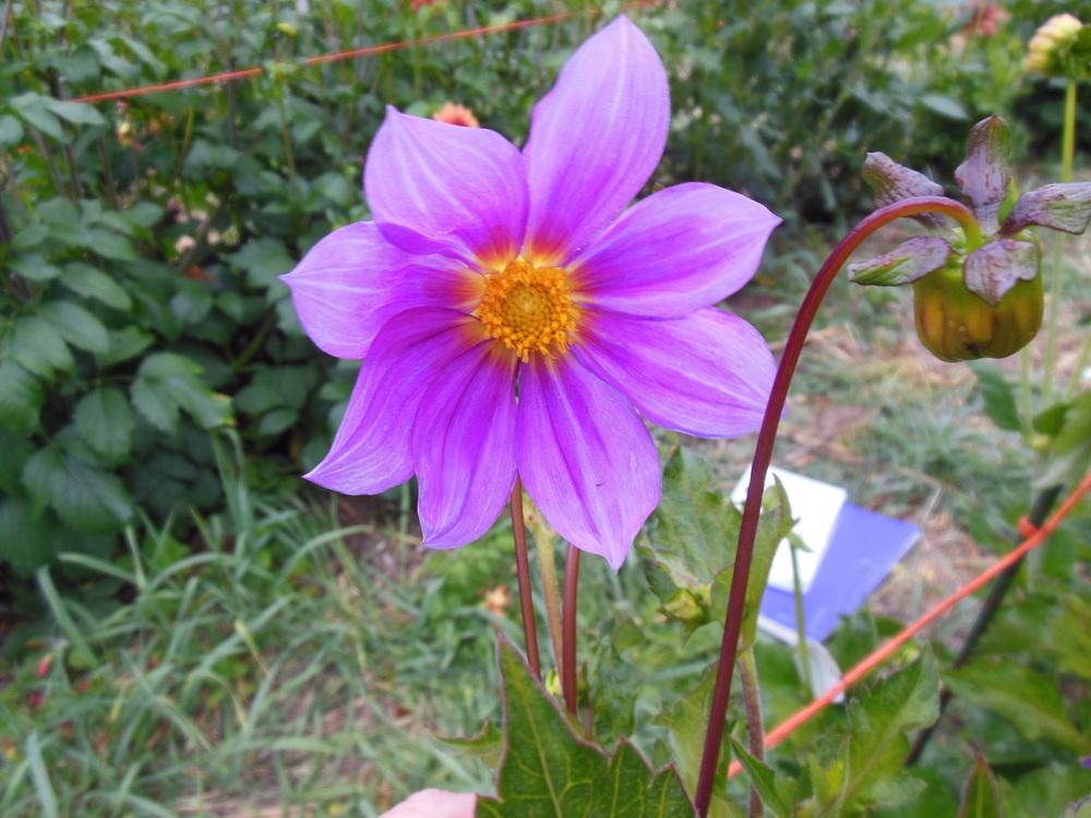 D. Sorensenii Wild Dahlia