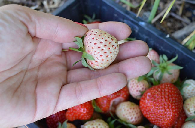 White Carolina Strawberry