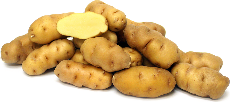 Ozette Fingerling Seed Potato online shopping