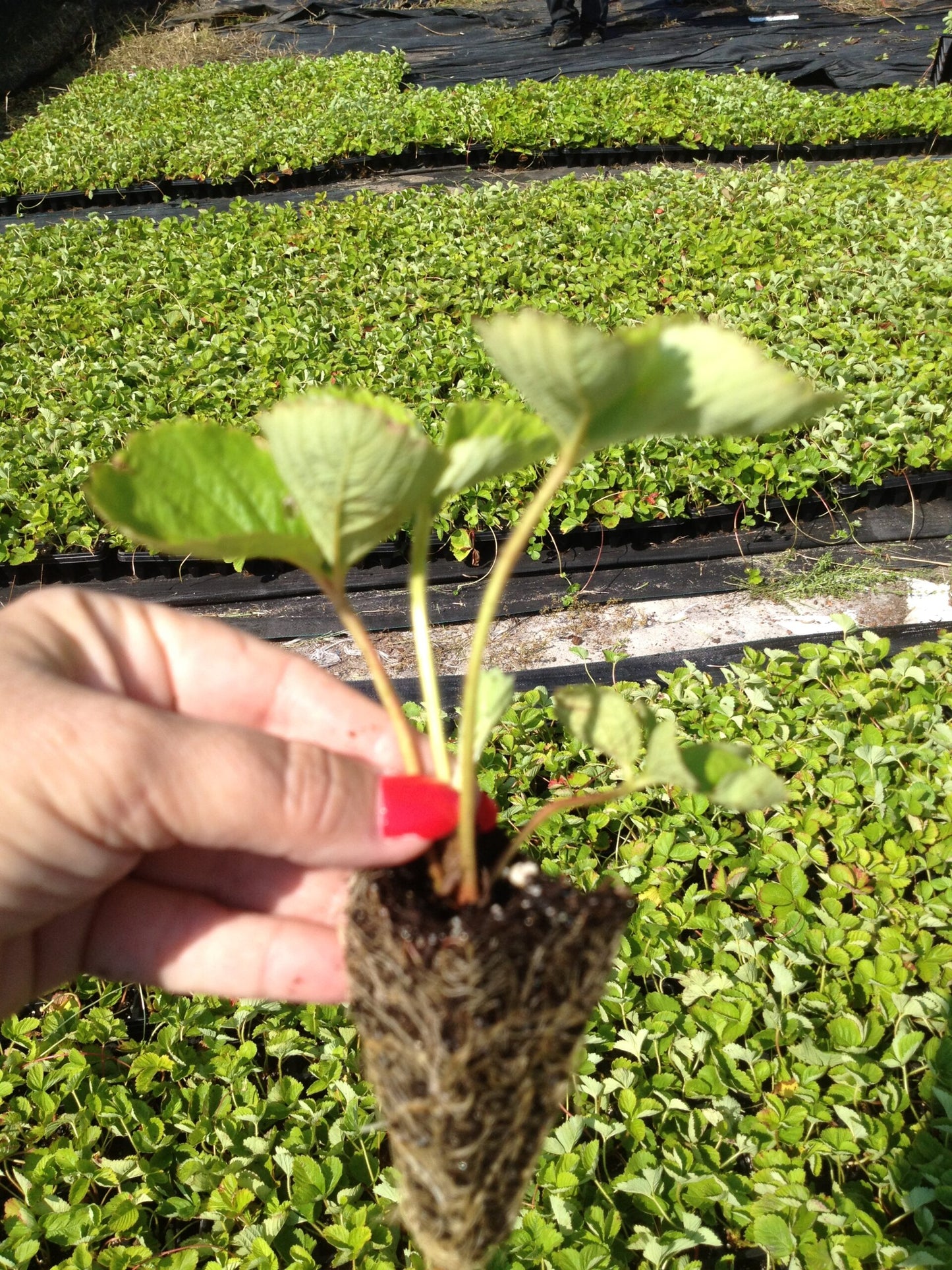 Camarosa Early Short Day Strawberry