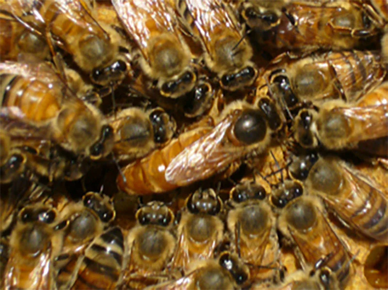Closeup of a Golden West queen bee surrounded by worker bees.