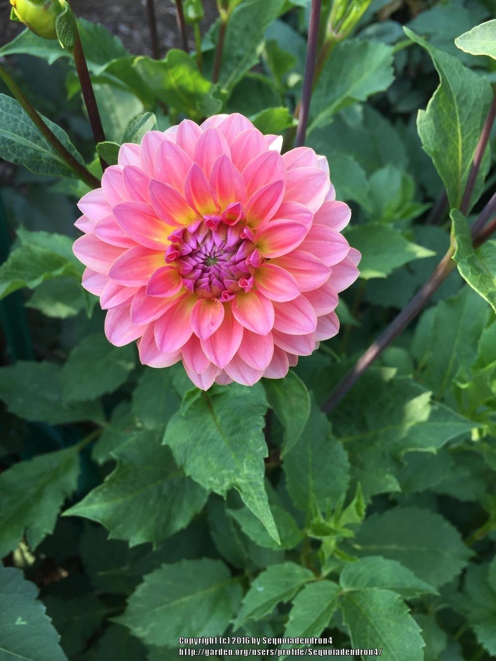 Jitterbug Dahlia