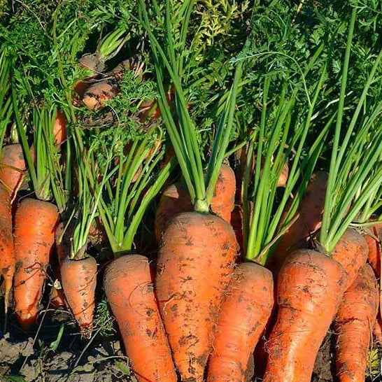 Royal Chantenay Carrot