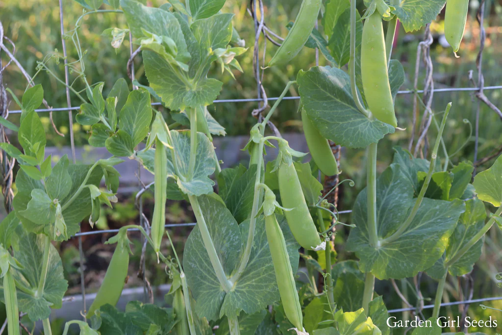 Super Sugar Snap Pea Seeds online shopping