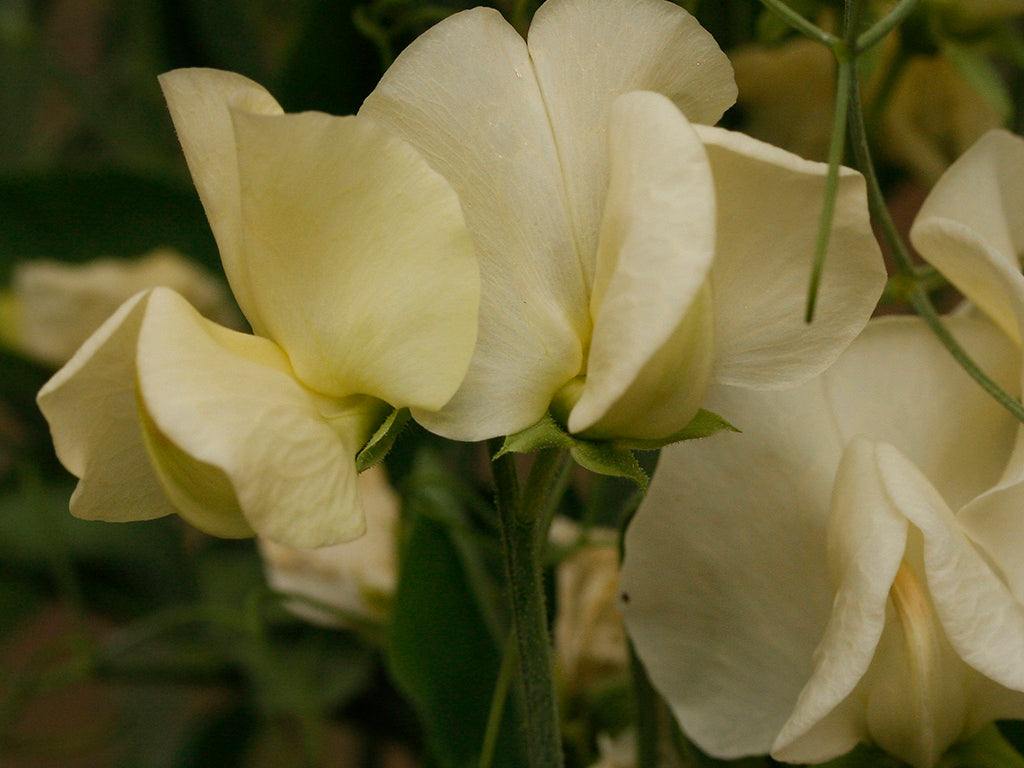 Primrose Sweet Pea seeds online shopping