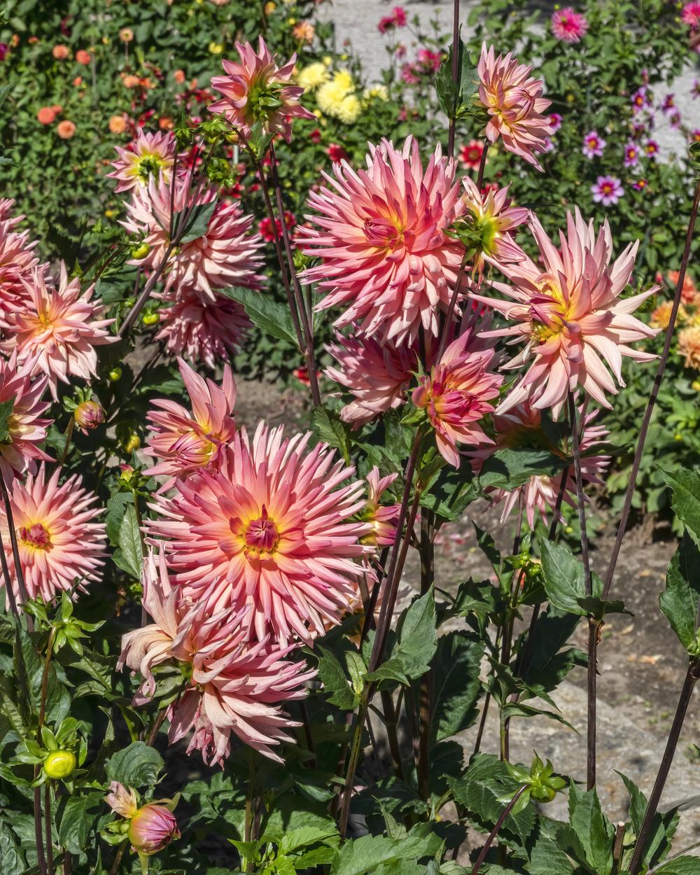 Brookside Cheri Dahlia