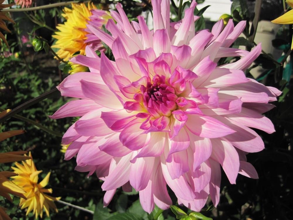 Bold Accent Dahlia