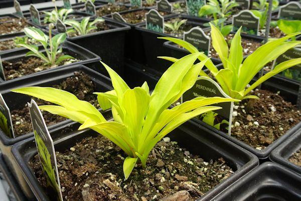 munchkin potted plant Munchkin Fire Hosta – EVERGREEN