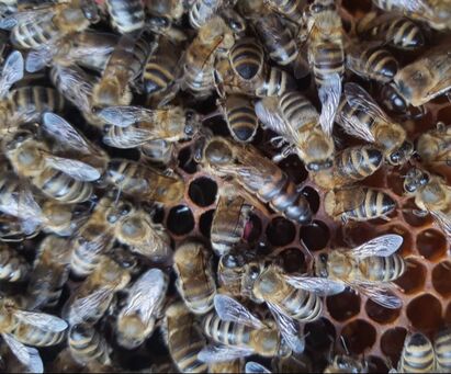 Florida Raised Carniolan Honey Bee Queen