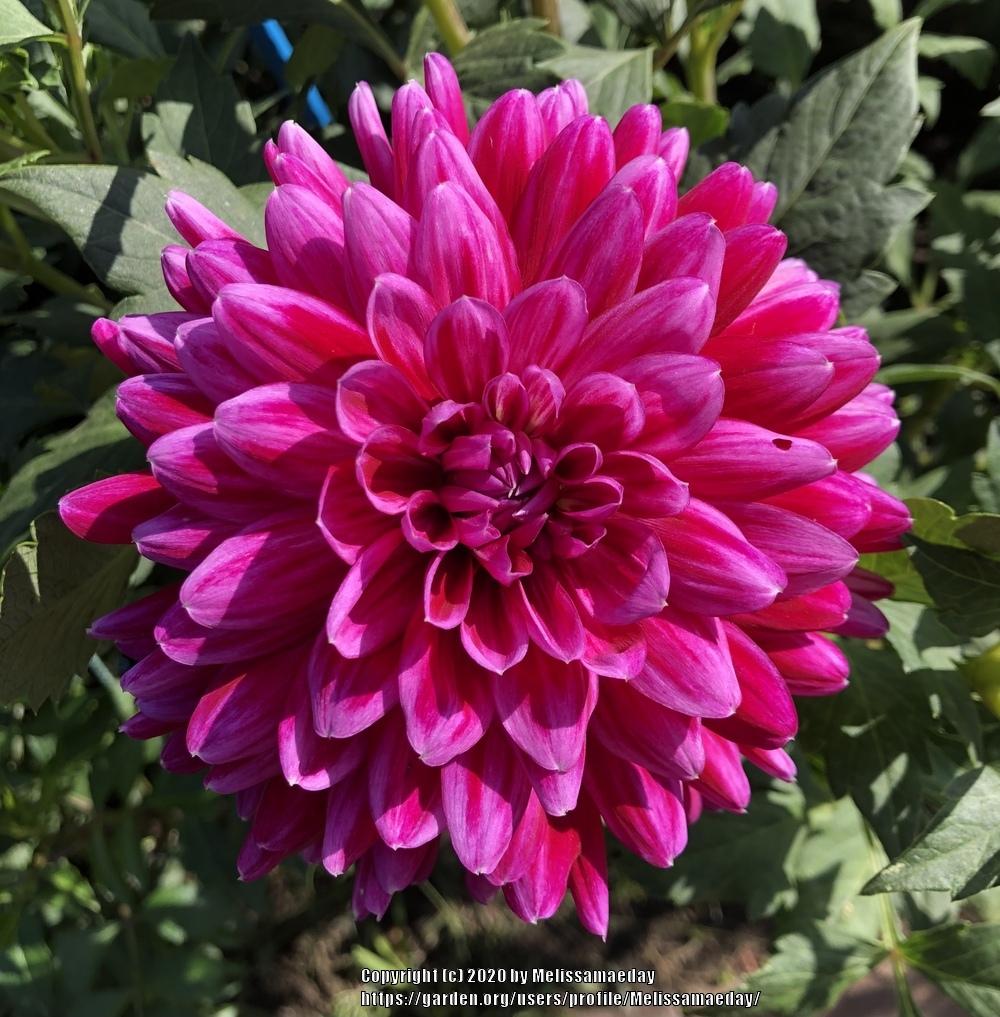 Dark Magic Dahlia