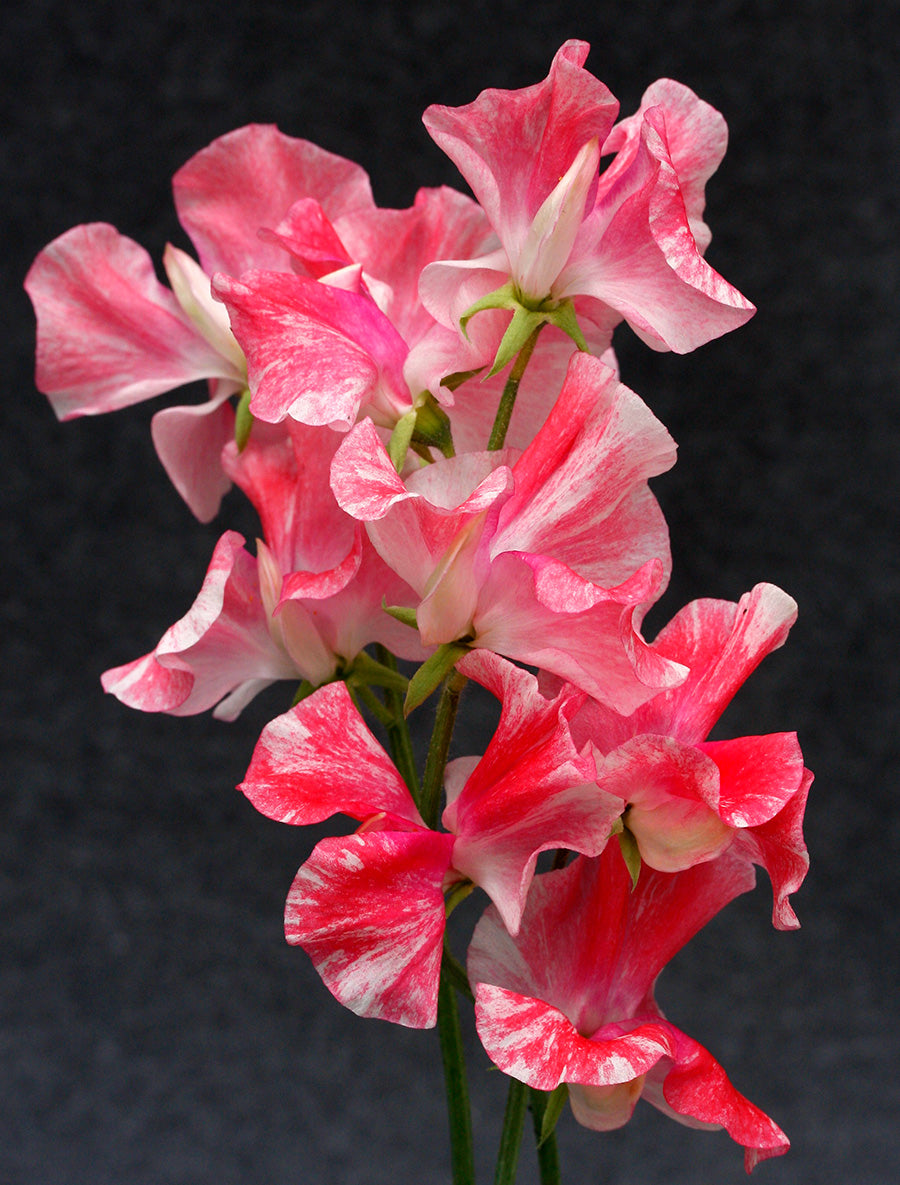 Vaudeville Sweet Pea seeds online shopping