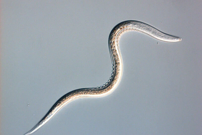 Sportnem H Beneficial Nematode