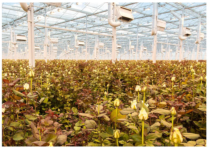 Rose cultivation under greenhouse settings using beneficial predatory mites to manage and eliminate thrips populations. Cooling units can be seen placed above the crops to provide the optimum temperature for the natural enemies along with above 70% humidity level.