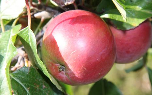 Fameuse Snow Heirloom Apple Tree