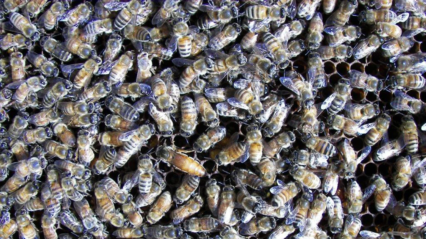 Italian Honey Bees