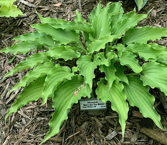 She’s Got The Moves Hosta Plants online shopping