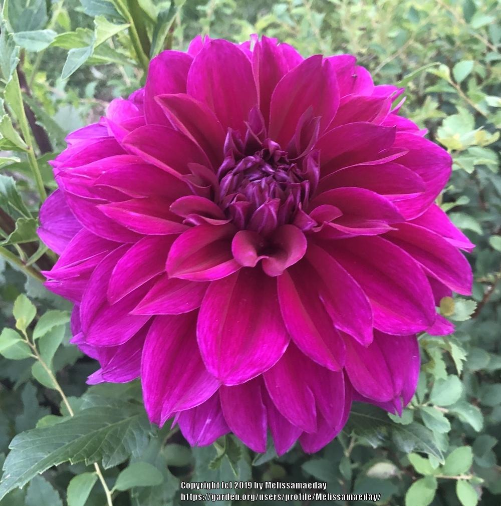 Einstein Dahlia Plants online shopping