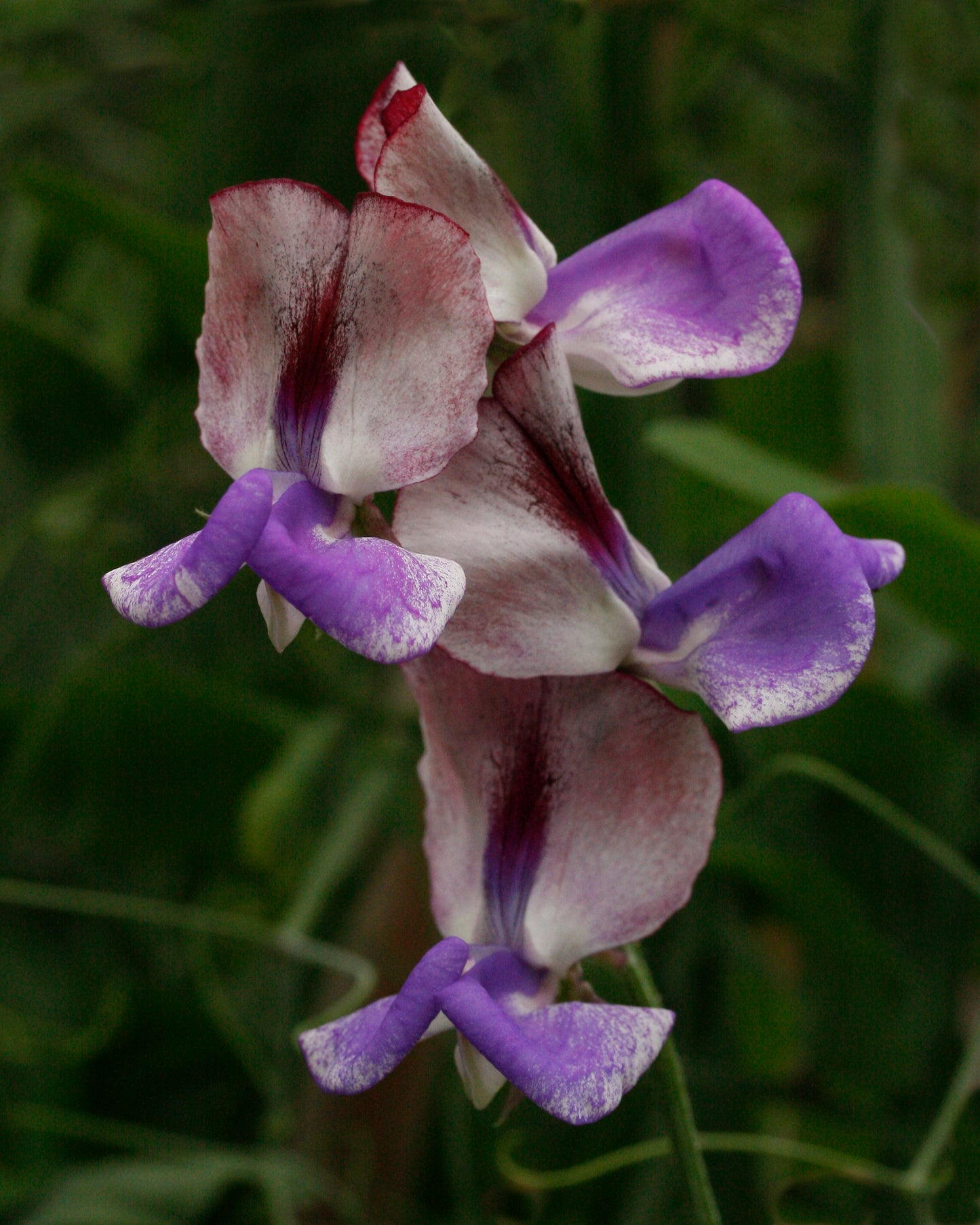 Three Times As Sweet Sweet Pea seeds online shopping
