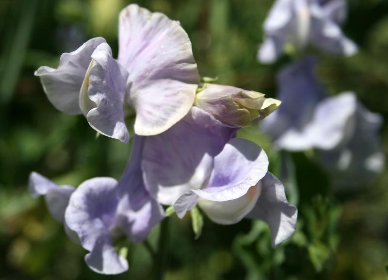 Charlie's Angel Sweet Pea seeds online shopping