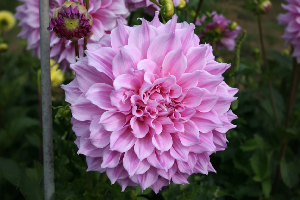 Vera Seyfang Dahlia