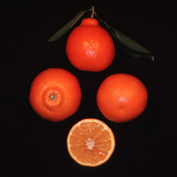 Minneola Tangelo Plant citrus plant material online shopping