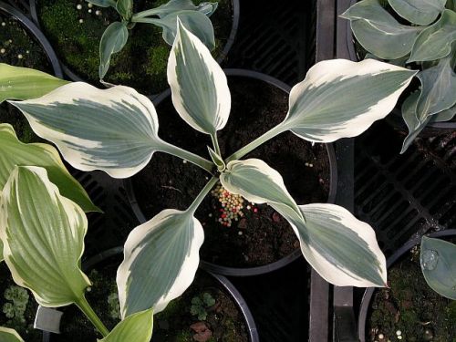Great Escape Hosta Plants online shopping
