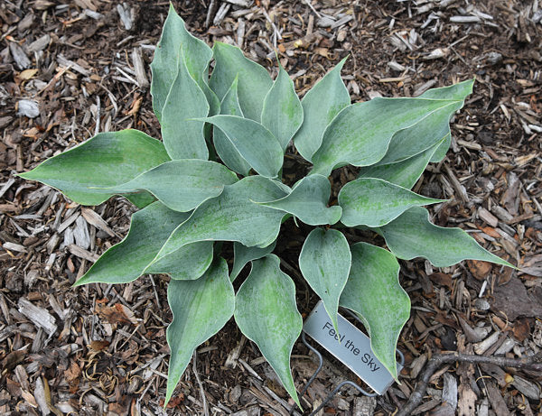 Feel The Sky Hosta Plants online shopping