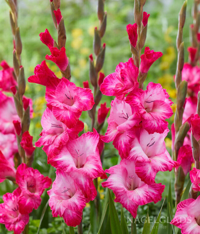 Cantate Gladiolus Corms