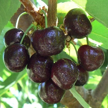 Black Pearl® Sweet Cherry