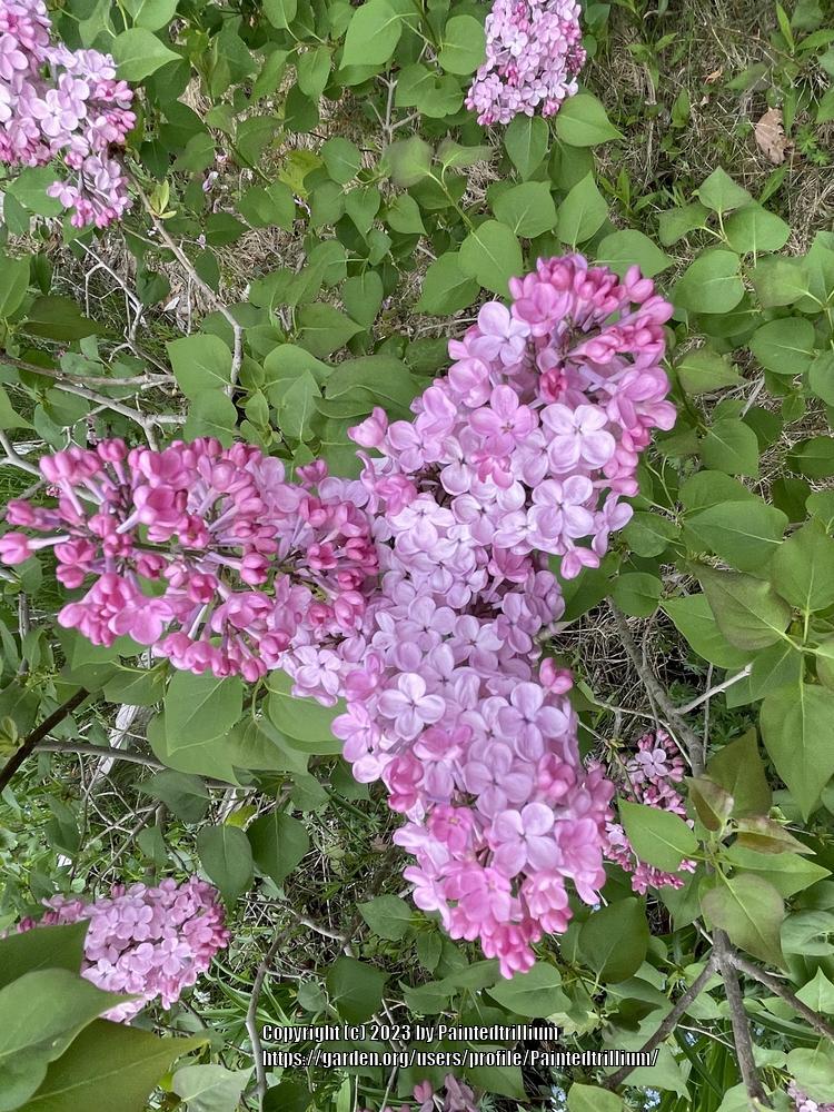 Maiden's Blush Lilac lilac plant online shopping