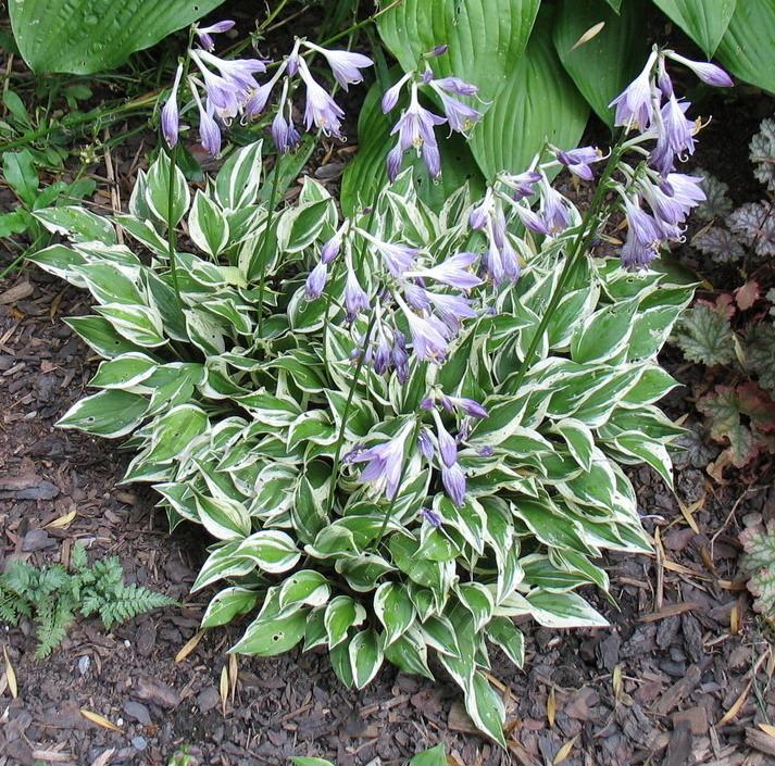 Lakeside Zinger Hosta