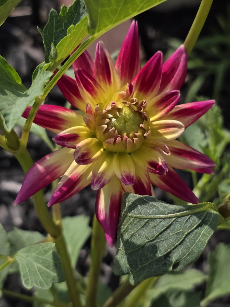 Wildcat Dahlia