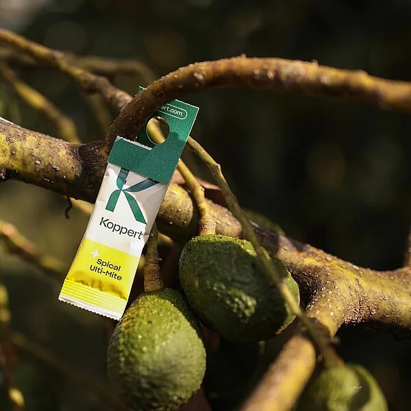 Spical Ulti Mite Predatory Mite