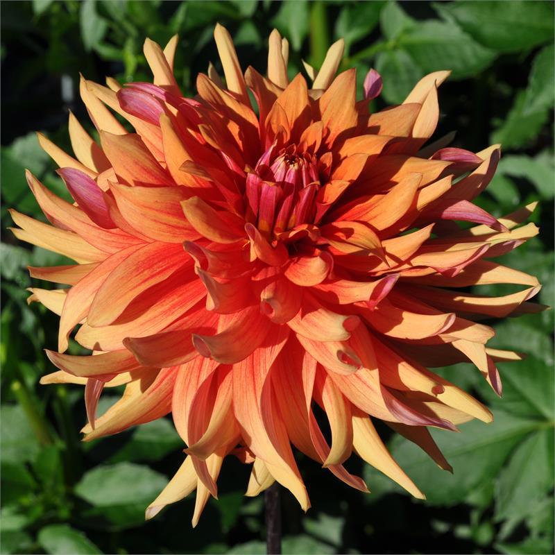 Good Day Dahlia