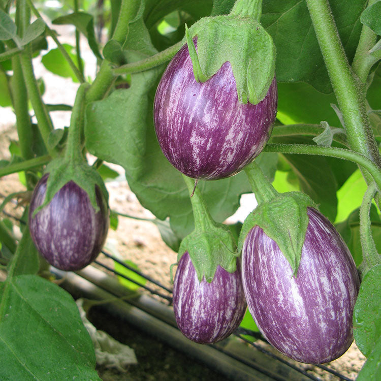 Piccolo F1 Organic Aubergine