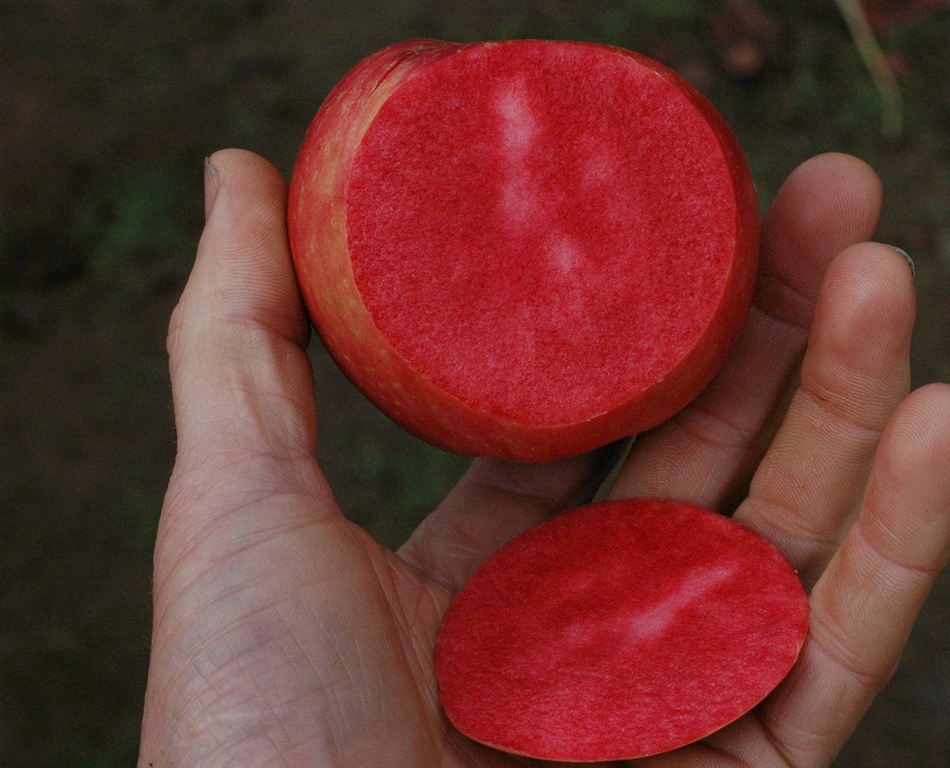 Rubaiyat® Red Fleshed Apple