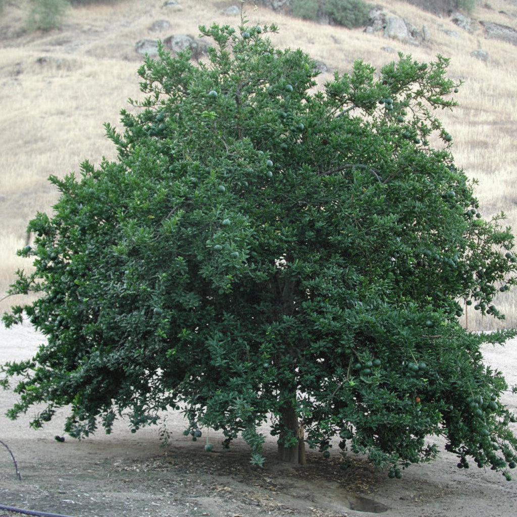 Chinotto Sour Orange Budwood citrus plant material online shopping