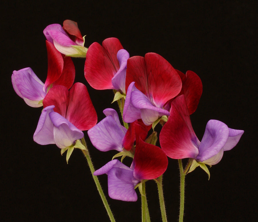 Original Wild Sweet Pea seeds online shopping