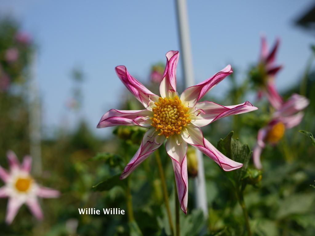 Willie Willie Dahlia