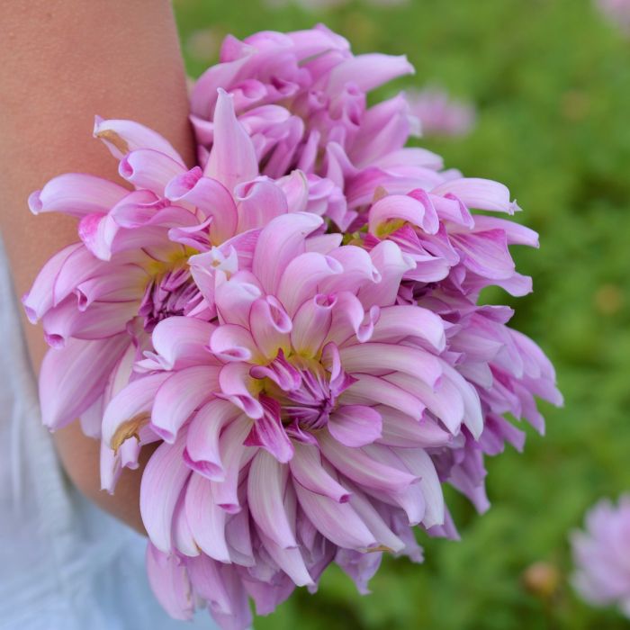 Leila Savannah Rose Dahlia