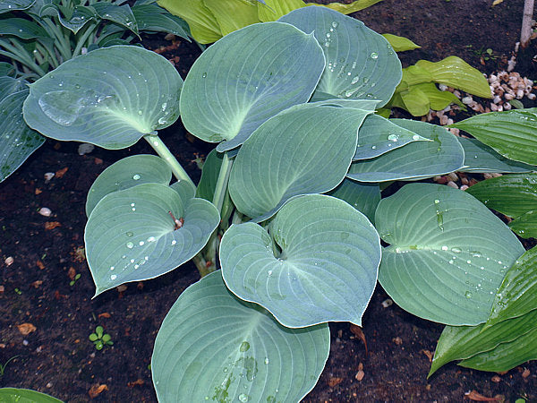 Pewterware Hosta Plants online shopping