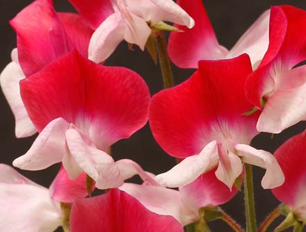 Little Red Riding Hood Sweet Pea seeds online shopping