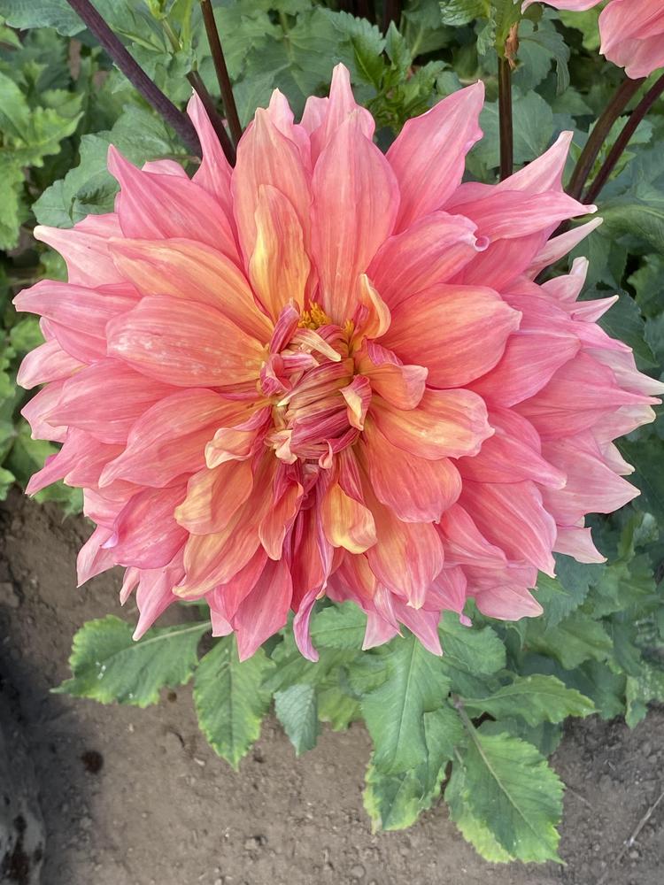 Mango Madness Dahlia